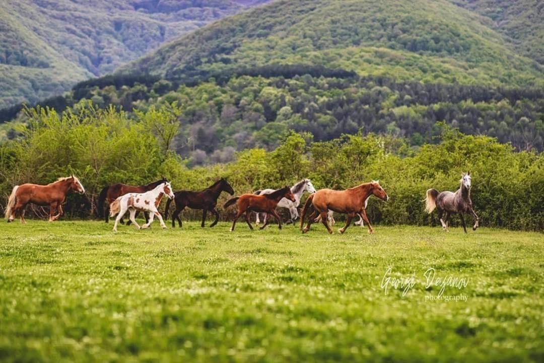 Вила Флора Паталеница Kültér fotó
